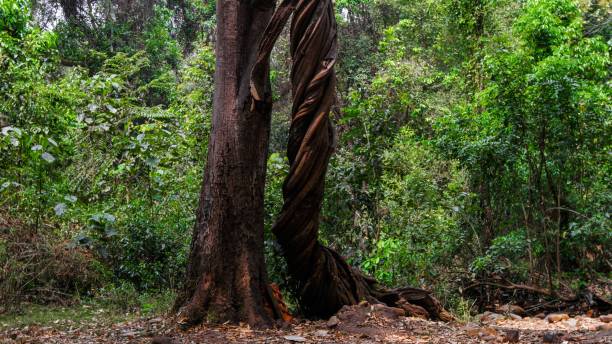 istock Close-up shot of a curved tree trunks in a forest 1433066396