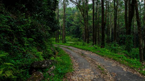 istock Walking path in the middle of a green forest 1433066416