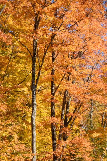 istock fall colors in the Canadian countryside 1433067435