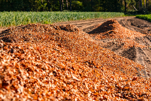 Large piles of leftovers from onion harvesting in the autumn sun, Germany