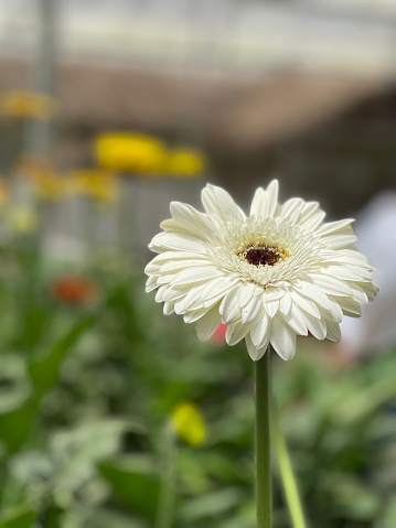 A vertical closeup shot of a blooming white gerbera flower
