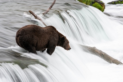 A closeup shot of a Grizzly bear in a flowing river
