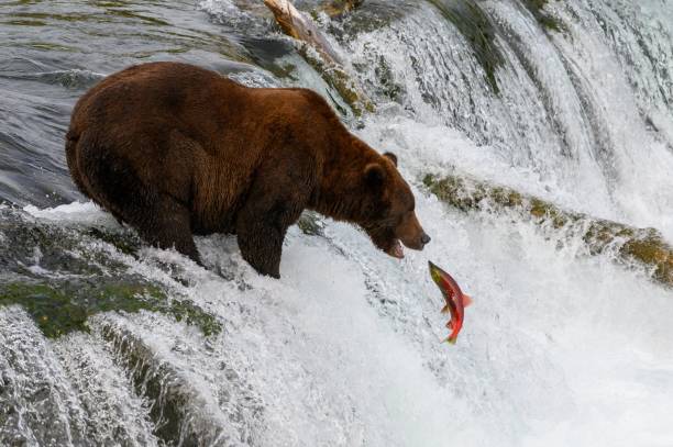 istock Closeup shot of a Grizzly bear catching a fish on a flowing river 1433068024