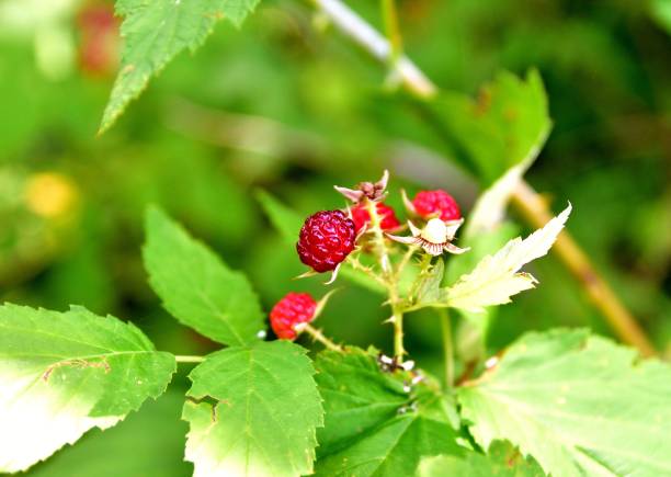 istock Closeup shot of a red raspberry plant with green leaves with a blurred background 1433068310