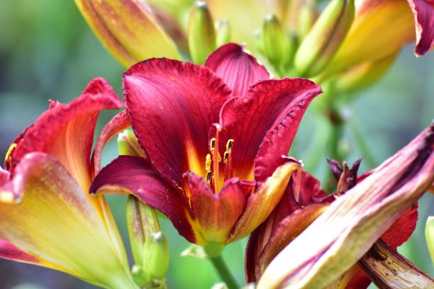 istock Closeup shot of a red daylilies with a blurred background 1433068324