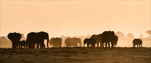istock Panoramic view of silhouettes of elephants at sunset 1433068402