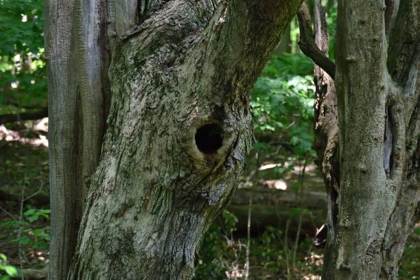 istock Closeup shot of a tree bark with a hole in a forest 1433068509