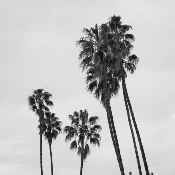 istock Low angle grayscale shot of tall palm trees in the sky 1433069057