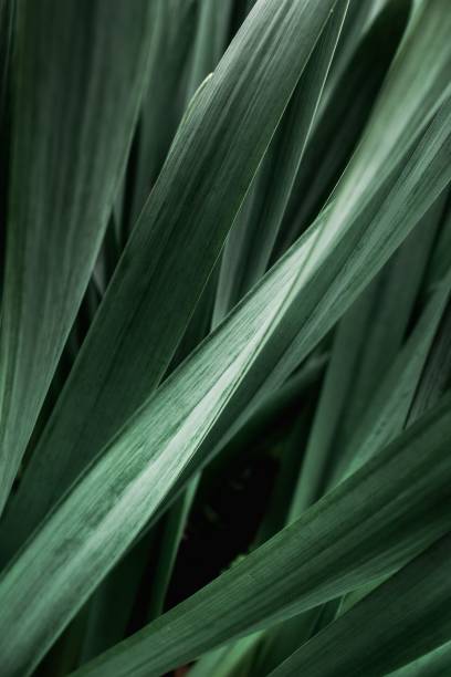 vertical closeup shot of long green leaf blades on a plant - long leaf grass blade of grass imagens e fotografias de stock