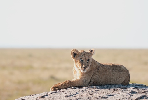 A lion resting on a rock against a blurry background