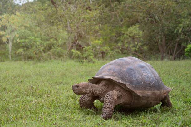 istock Giant turtle walking slowly on the grass in a park surrounded by green nature 1433069599