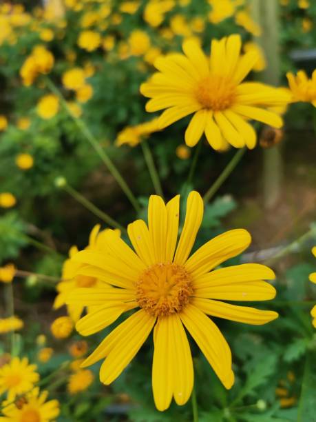 istock Closeup shot of vibrant Euryops on a summer day 1433069736