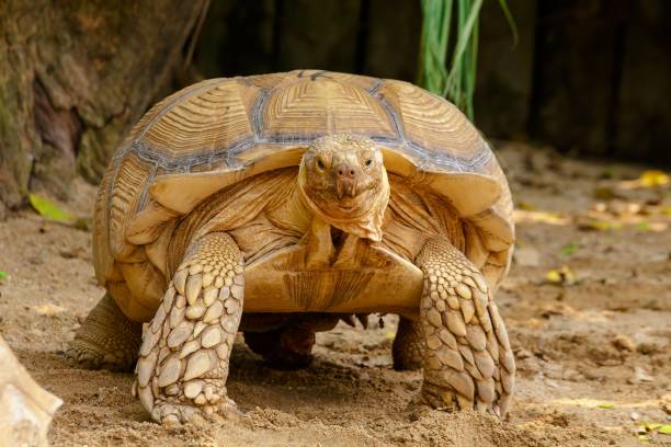 African spurred tortoise at the dirty ground