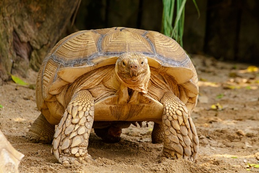 An African spurred tortoise at the dirty ground