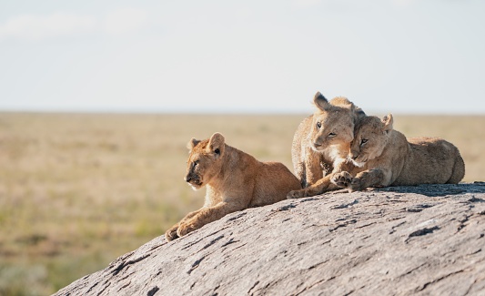 Three lion cub resting on a rock against a blurry background