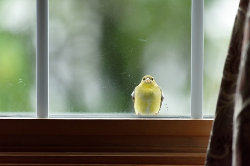 A canary perched on window sill