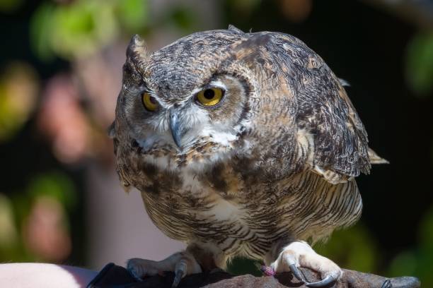 istock Closeup shot of a forward facing brown owl perched on a branch 1433070798