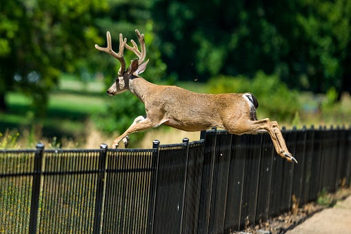 A beautiful brown deer with antlers jumping over a fence