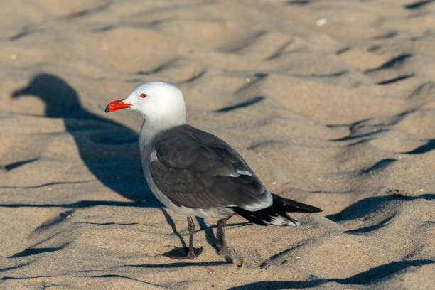 istock Closeup shot of a white gray seagull perched on a sandy shore 1433070819