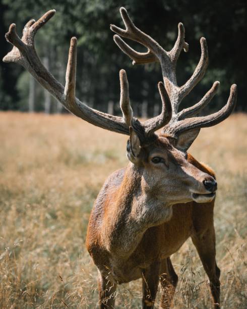 istock Wild deer in the nature 1433070875