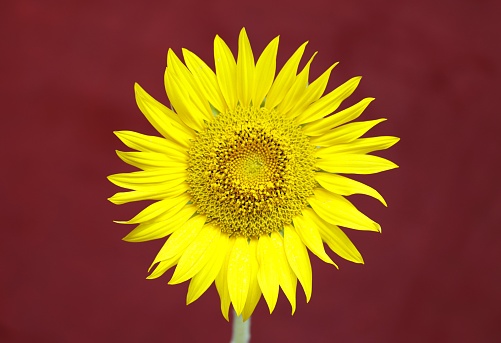 A closeup of a fresh yellow sunflower isolated on a dark red background