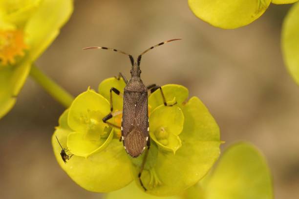 istock Closeup on the smooth Euphorbia bug, Dicranocephalus albipes, on it's hostplant 1433071248
