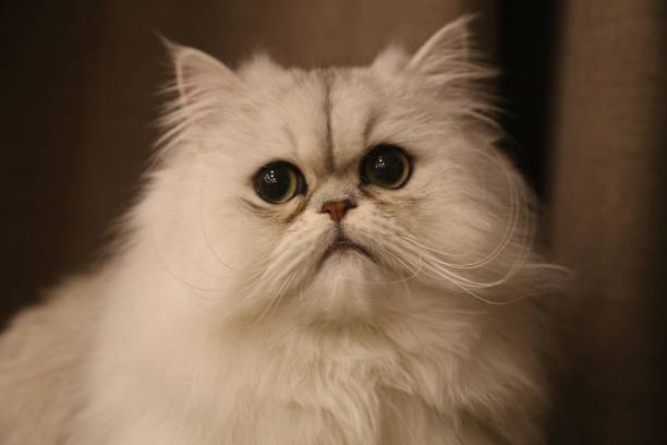 istock Closeup of a cute white Persian cat looking away 1433071336