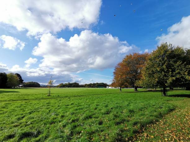 istock Green park with trees under a blue cloudy sky on a sunny day 1433071355