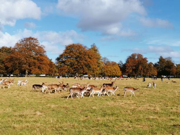 istock Group of deers in nature on a sunny day 1433071356