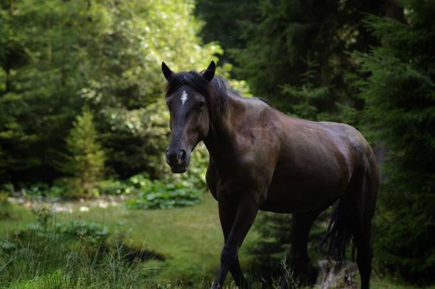istock Brown horse in the forest 1433071411