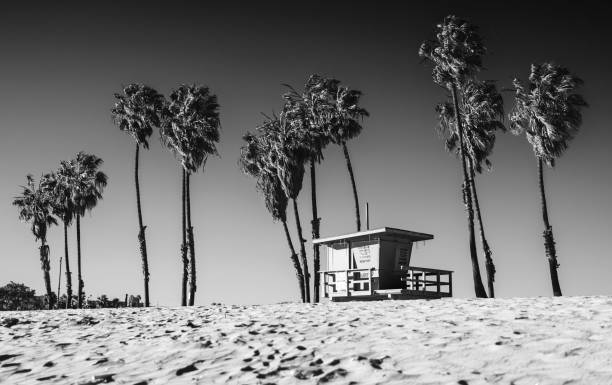istock Grayscale shot of palm trees in a beach 1433071674