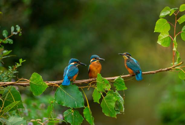 istock Closeup shot of Common Kingfisher birds 1433071753