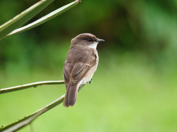 istock Closeup of a beautiful brown Flycatcher perched on a branch with a blurred background 1433072052
