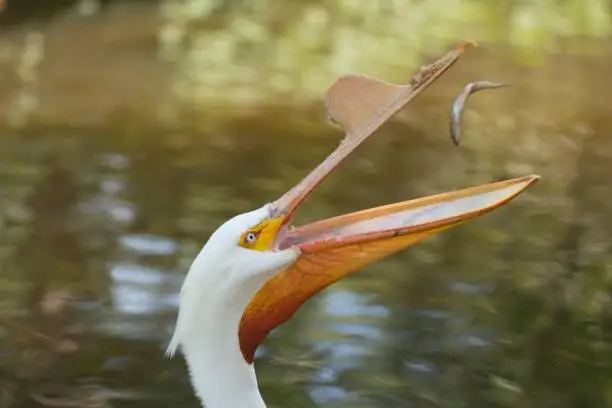 A closeup shot of a pelican catching a fish in its beak in the air