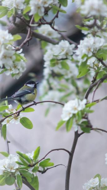 istock Vertical closeup of a Great tit perched on a cherry blossom 1433072362