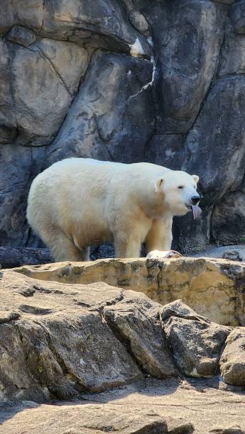 istock Vertical shot of a Polar bear feeding in a zoo 1433072477
