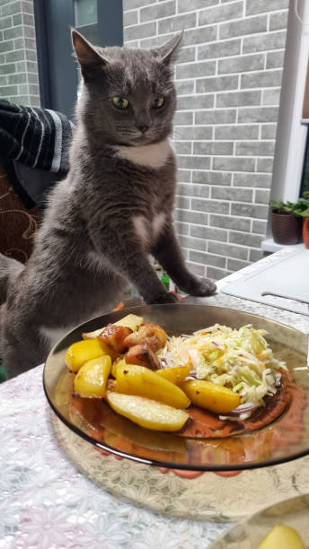 chat gris assis sur une chaise près de la table de la cuisine et regardant le déjeuner dans l’assiette, chaton à l’air affamé essayant de voler de la nourriture - staring photos et images de collection