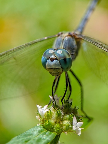 A vertical macro shot of a dragonfly perched on a flower bud