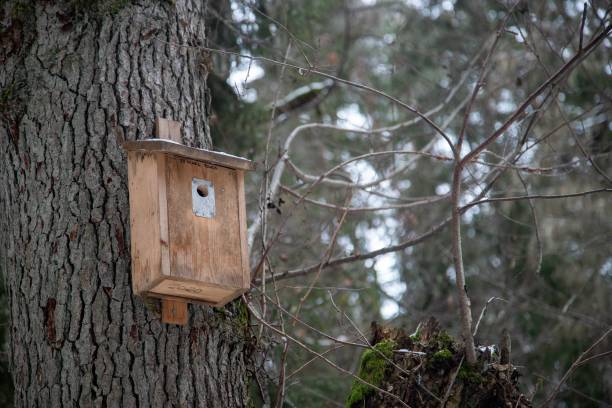 istock Old weathered wooden birdhouse on a tree in a forest 1433072869