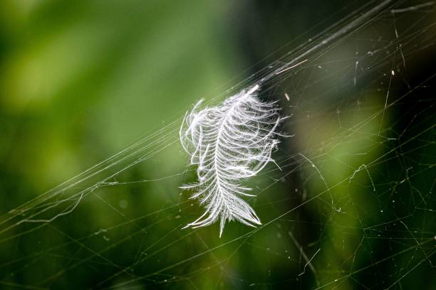 braun bird feather hangs in a spider down in the grass