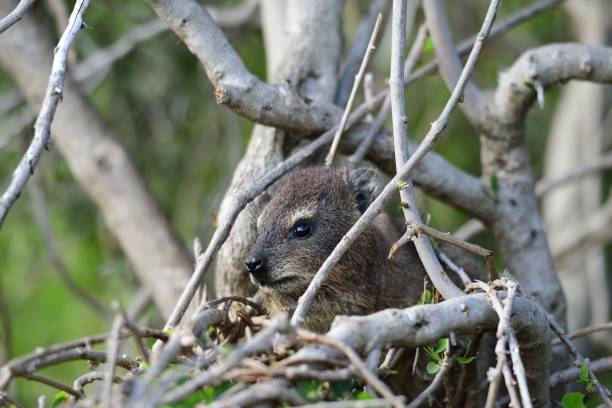 Closeup shot of a rock hyrax on the tree branch A closeup shot of a rock hyrax on the tree branch tree hyrax stock pictures, royalty-free photos & images