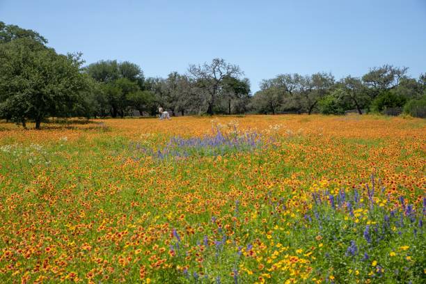 istock Tranquil field full of flowers 1433073018