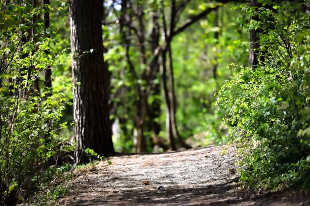 istock Scenic view of a walking path in a forest surrounded by green nature in sunlight 1433073328