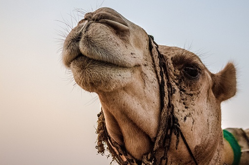 A closeup of brown camel's face looking up on blur background