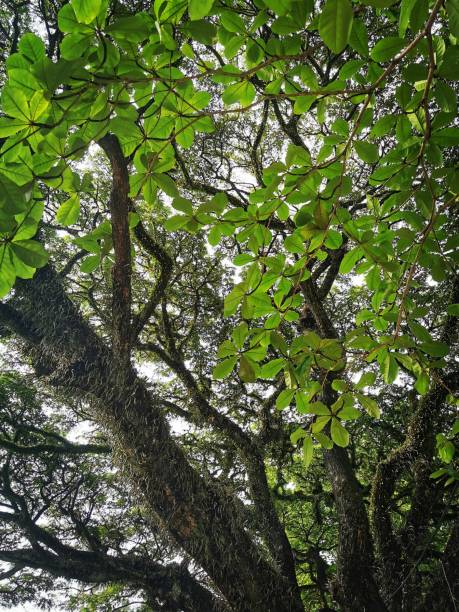 istock Vertical shot of a tree with green foliage 1433074025