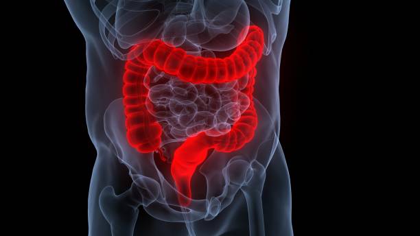 istock Human Digestive System Large Intestine Anatomy 1433074154