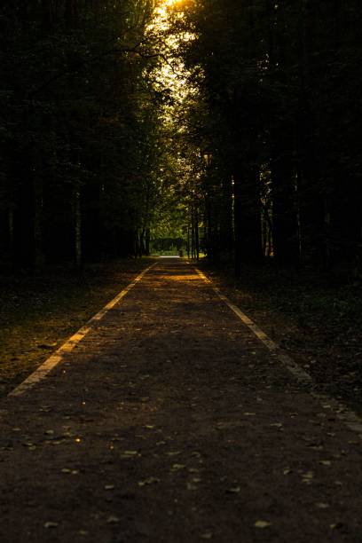 istock Vertical shot of a path in the middle of a forest 1433074304
