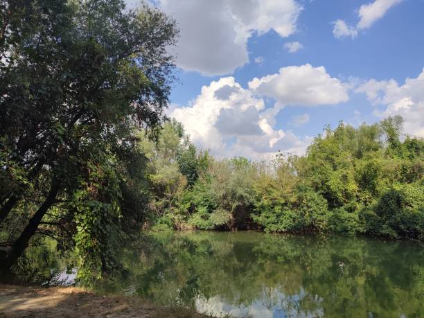 istock Low-angle view of a beautiful forest near the lake 1433074437