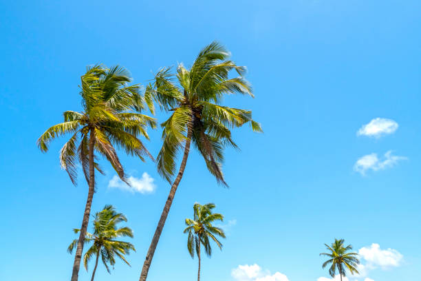 istock Coconut palm trees and summer blue sky, tropical background 1433074789