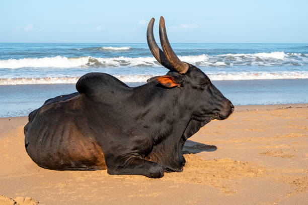 Domestic black cow on the beach in Goa, India